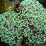 Euphyllia Ancora Groen S (Ong. 5-7 cm), Ophalen of Verzenden, Nieuw