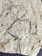 Een kleine kikker - Gefossiliseerd dier - 13 cm, Verzamelen