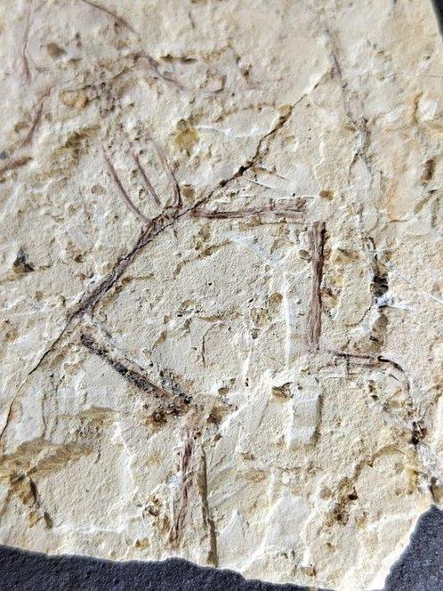 Een kleine kikker - Gefossiliseerd dier - 13 cm, Verzamelen, Mineralen en Fossielen