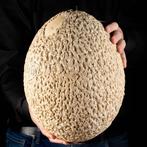 Aepyornis Ei - Aepyornis Ei - Gereconstrueerd Ei - Aepyornis, Antiek en Kunst