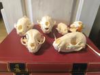 zoogdieren Schedel van een zoogdier - Martes, meles, vulpes,, Verzamelen, Nieuw