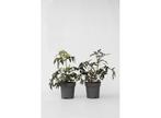 Sambucus Black Lace - set of 2, Verzenden