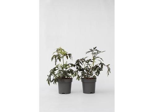 Sambucus Black Lace - set of 2, Huis en Inrichting, Kamerplanten, Verzenden
