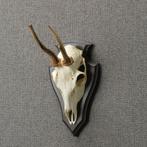 Reebok Schedel Taxidermie Opgezette Dieren By Max, Ophalen of Verzenden, Nieuw, Wild dier, Opgezet dier