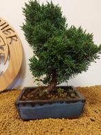 Jeneverbes bonsai (Juniperus) - Hoogte (boom): 27 cm -