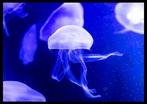 Roberto Cavalli - Jellyfish, In the blue #723 - XXL, Antiek en Kunst