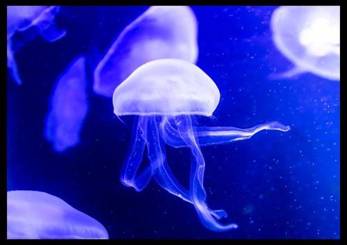Roberto Cavalli - Jellyfish, In the blue #723 - XXL, Antiek en Kunst, Kunst | Schilderijen | Modern