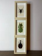 verschillende insecten ingelijst Taxidermie volledige, Antiek en Kunst, Curiosa en Brocante