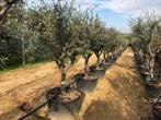 Steeneik, Steeneiken, Quercus ilex , Kurkeik, Kurkeiken!!!!!