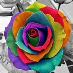 Evershine diamond painting voor volwassenen roos TA4-2413, Huis en Inrichting, Ophalen of Verzenden, Nieuw