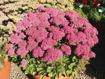 Sedum telephium Autumn Joy (Roze tot diep Rood) beschikbaar voor biedingen