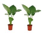 Set van 2 Alocasia Macrrorhiza ‘Olifantsoren’, Huis en Inrichting, Kamerplanten, Verzenden