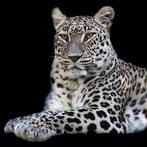 Marco Simoni - “Panthera pardus saxicolor”, Antiek en Kunst