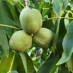 Walnootboom - Juglans Regia (Kale Wortel) - 175-200cm, Ophalen of Verzenden, 100 tot 250 cm