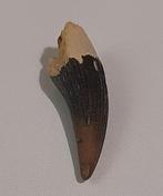 Elasmosaurid - Fossiele tand, Verzamelen