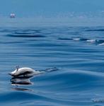 Fabio Accorrà - Dolphin life, Antiek en Kunst