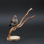Double-Barred Finch Taxidermie volledige montage -, Nieuw