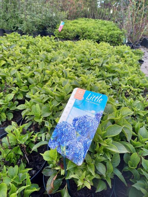 Kleinblijvende hortensia Blauw, Tuin en Terras, Planten | Struiken en Hagen, Ophalen