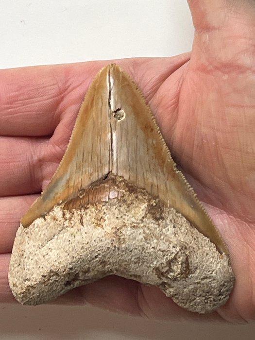 Megalodon tand 8,5 cm - Fossiele tand - Carcharocles, Verzamelen, Mineralen en Fossielen