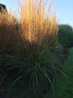 Calamagrostis  a. Overdam - Bont Struisriet, Tuin en Terras, Planten | Tuinplanten, Verzenden, Vaste plant, Siergrassen, Halfschaduw
