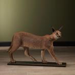 Caracal Taxidermie Opgezette Dieren By Max, Ophalen of Verzenden, Nieuw, Wild dier, Opgezet dier