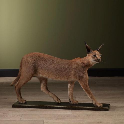 Caracal Taxidermie Opgezette Dieren By Max, Verzamelen, Dierenverzamelingen, Opgezet dier, Nieuw, Wild dier, Ophalen of Verzenden