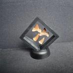 Mosasaurus Tand - Mosasaurus & Otodus Obliquus tanden - 10