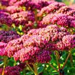 Sedum telephium Muntstead Dark Red - Wortelgoed - 5 stuks, Tuin en Terras, Planten | Tuinplanten, Verzenden