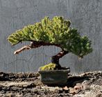 Jeneverbes bonsai (Juniperus) - Hoogte (boom): 20 cm -