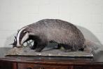 Common Badger - full-body standing mount - Bot - Meles meles, Verzamelen, Dierenverzamelingen, Nieuw