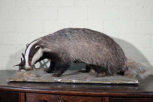 Common Badger - full-body standing mount - Bot - Meles meles, Verzamelen, Dierenverzamelingen