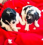 Toy poedel harlekijn super , speelse en gezonde pups, Dieren en Toebehoren, Honden | Chihuahua's en Gezelschapshonden, Parvo, Overige rassen