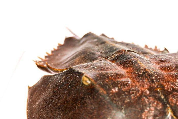 Degenkrab Skelet - extra großer Limulidae sp.  Sammlerstück, Antiek en Kunst, Curiosa en Brocante