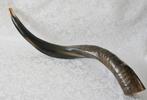 Shofar (kosher) Jemenitische Shofar small, Nieuw