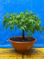 Bonsai esdoorn palmato - Hoogte (boom): 24 cm - Diepte