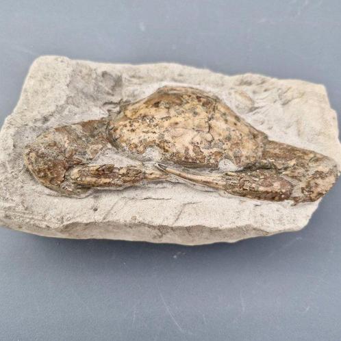 Fossiele krab - Fossiel skelet - Charybdis sp. - 145 mm - 85, Verzamelen, Mineralen en Fossielen