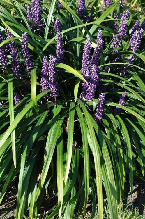 Leliegras Liriope muscari Royal Purple 5-10 Pot P9, Tuin en Terras, Planten | Tuinplanten