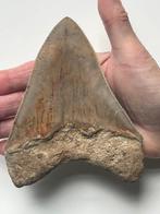 Megalodon - Fossiele tand - 13.6 cm