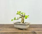 Magnolia stellata bonsai - Hoogte (boom): 14 cm - Diepte