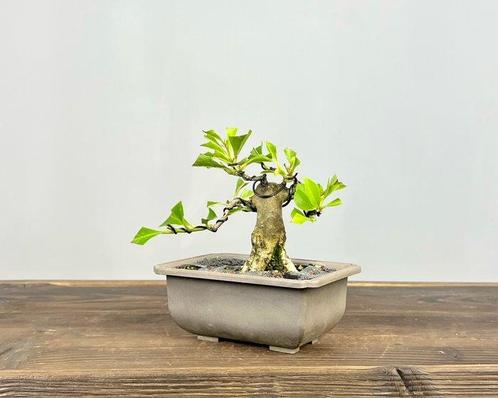 Magnolia stellata bonsai - Hoogte (boom): 14 cm - Diepte, Antiek en Kunst, Curiosa en Brocante