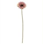 Gerbera 53 cm OudRoze Zijden bloemen / st, Huis en Inrichting, Woonaccessoires | Kunstplanten en Kunstbloemen, Ophalen of Verzenden