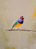 Matthieu van Riel - Gouldian Finch