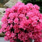 Rhododendron Azalea Anouk - Potmaat 2 liter, Tuin en Terras, Planten | Tuinplanten, Ophalen of Verzenden