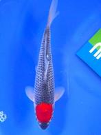 HQ Tancho Goshiki van Yamaju  31cm (Japanse Koi), Dieren en Toebehoren, Vissen | Vijvervissen, Karper of Koi
