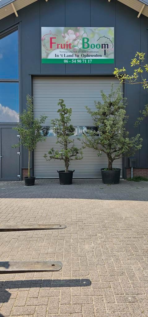 Stoofpeer gieserwildeman peer peren oude perenbomen, Tuin en Terras, Planten | Bomen, In pot