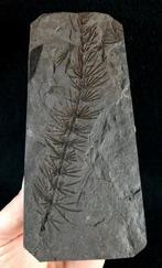 Fossiele plant met uitzonderlijke conservering!! -, Verzamelen