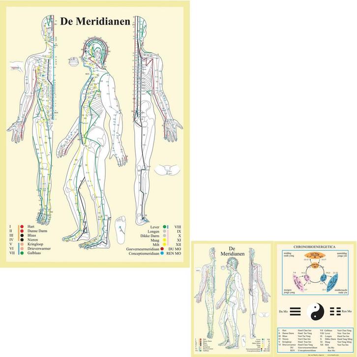 Anatomie poster meridianen (Nederlands, gelamineerd, A2...., Sport en Fitness, Massageproducten