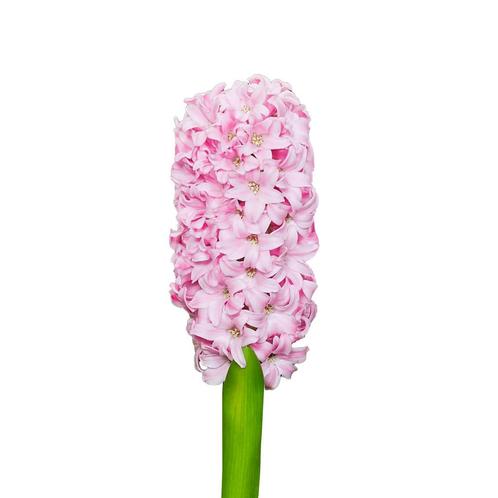 Bloembollen - 50 x Hyacint Pink Blush - roze, Tuin en Terras, Bloembollen en Zaden, Bloembol, Voorjaar, Volle zon, Verzenden