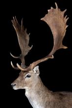 Damhert Taxidermie volledige montage - Dama dama - 2 m - 2 m, Verzamelen, Nieuw