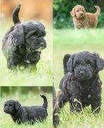 prachtige pups boomer x tibetaanse terrier, Dieren en Toebehoren, Honden | Niet-rashonden, Parvo, Nederland, 8 tot 15 weken, Meerdere